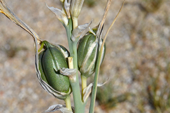 Desert Lily flowering stems emerge from a large, bulb. The plants have large, Yucca-like fruit that is known as a capsule. Hesperocallis undulata 